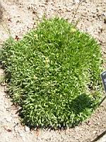 Erysimum Ochroleucum (fram Cruciferes) (Pyrenees, Alpes occidentales) (01) (Photo F. Mrugala)